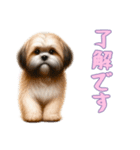 [了解です専用]ラサアプソ（個別スタンプ：10）