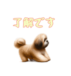 [了解です専用]ラサアプソ（個別スタンプ：11）