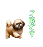 [了解です専用]ラサアプソ（個別スタンプ：12）