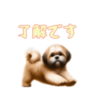 [了解です専用]ラサアプソ（個別スタンプ：13）