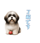 [了解です専用]ラサアプソ（個別スタンプ：14）
