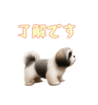 [了解です専用]ラサアプソ（個別スタンプ：15）