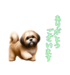 [ありがとうございます専用]ラサアプソ（個別スタンプ：5）