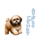 [ありがとうございます専用]ラサアプソ（個別スタンプ：6）