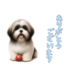 [ありがとうございます専用]ラサアプソ（個別スタンプ：10）