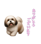 [ありがとうございます専用]ラサアプソ（個別スタンプ：11）