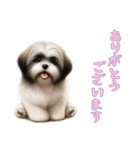 [ありがとうございます専用]ラサアプソ（個別スタンプ：13）