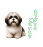 [ありがとうございます専用]ラサアプソ（個別スタンプ：15）