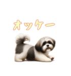 [オッケー専用]ラサアプソ（個別スタンプ：4）