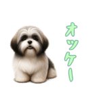 [オッケー専用]ラサアプソ（個別スタンプ：6）