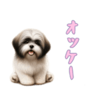 [オッケー専用]ラサアプソ（個別スタンプ：7）