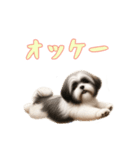 [オッケー専用]ラサアプソ（個別スタンプ：8）