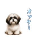 [オッケー専用]ラサアプソ（個別スタンプ：9）