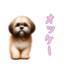 [オッケー専用]ラサアプソ（個別スタンプ：10）