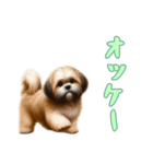 [オッケー専用]ラサアプソ（個別スタンプ：11）