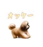 [オッケー専用]ラサアプソ（個別スタンプ：12）