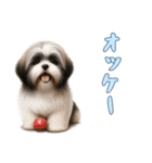 [オッケー専用]ラサアプソ（個別スタンプ：13）