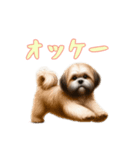 [オッケー専用]ラサアプソ（個別スタンプ：16）