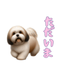 [ただいま専用]ラサアプソ（個別スタンプ：1）