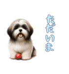 [ただいま専用]ラサアプソ（個別スタンプ：2）