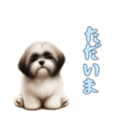 [ただいま専用]ラサアプソ（個別スタンプ：3）