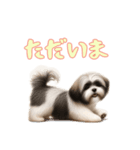 [ただいま専用]ラサアプソ（個別スタンプ：5）