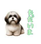 [ただいま専用]ラサアプソ（個別スタンプ：8）