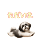 [ただいま専用]ラサアプソ（個別スタンプ：11）