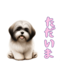 [ただいま専用]ラサアプソ（個別スタンプ：12）