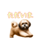 [ただいま専用]ラサアプソ（個別スタンプ：13）