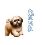 [ただいま専用]ラサアプソ（個別スタンプ：14）
