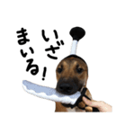 雑種犬 キューブ の お侍 スタンプ（個別スタンプ：1）