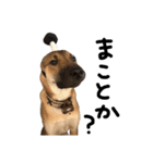 雑種犬 キューブ の お侍 スタンプ（個別スタンプ：2）