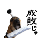 雑種犬 キューブ の お侍 スタンプ（個別スタンプ：3）