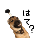 雑種犬 キューブ の お侍 スタンプ（個別スタンプ：4）