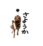 雑種犬 キューブ の お侍 スタンプ（個別スタンプ：5）