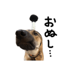 雑種犬 キューブ の お侍 スタンプ（個別スタンプ：6）