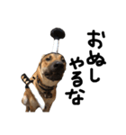 雑種犬 キューブ の お侍 スタンプ（個別スタンプ：7）