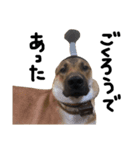 雑種犬 キューブ の お侍 スタンプ（個別スタンプ：8）