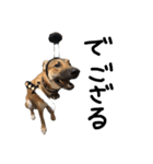 雑種犬 キューブ の お侍 スタンプ（個別スタンプ：9）