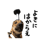 雑種犬 キューブ の お侍 スタンプ（個別スタンプ：10）