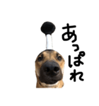 雑種犬 キューブ の お侍 スタンプ（個別スタンプ：11）