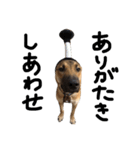 雑種犬 キューブ の お侍 スタンプ（個別スタンプ：12）