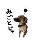 雑種犬 キューブ の お侍 スタンプ（個別スタンプ：13）