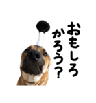 雑種犬 キューブ の お侍 スタンプ（個別スタンプ：14）