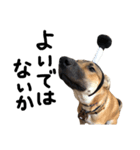 雑種犬 キューブ の お侍 スタンプ（個別スタンプ：15）