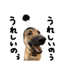 雑種犬 キューブ の お侍 スタンプ（個別スタンプ：16）