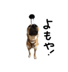 雑種犬 キューブ の お侍 スタンプ（個別スタンプ：17）