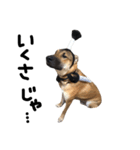 雑種犬 キューブ の お侍 スタンプ（個別スタンプ：18）