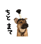 雑種犬 キューブ の お侍 スタンプ（個別スタンプ：19）